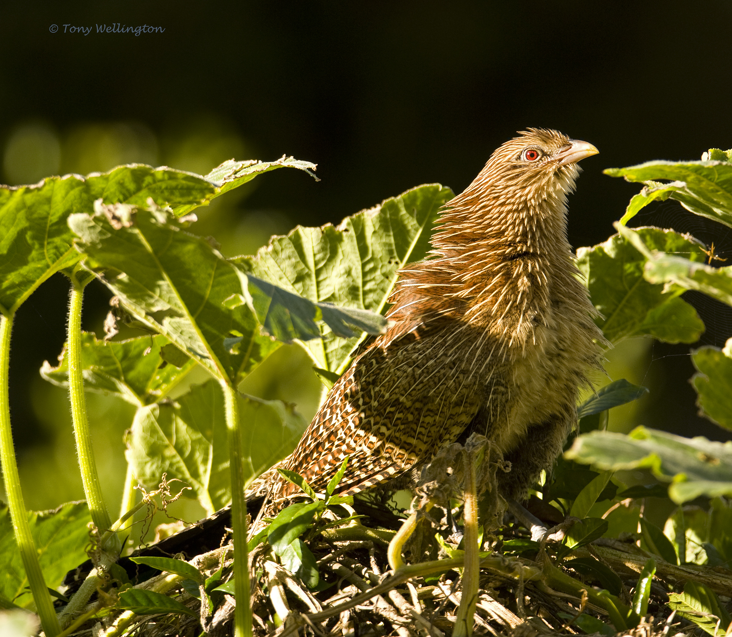 The Pheasant Coucal is familiar to many in 4562